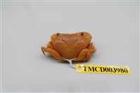 藏品(光手酋婦蟹)的圖片